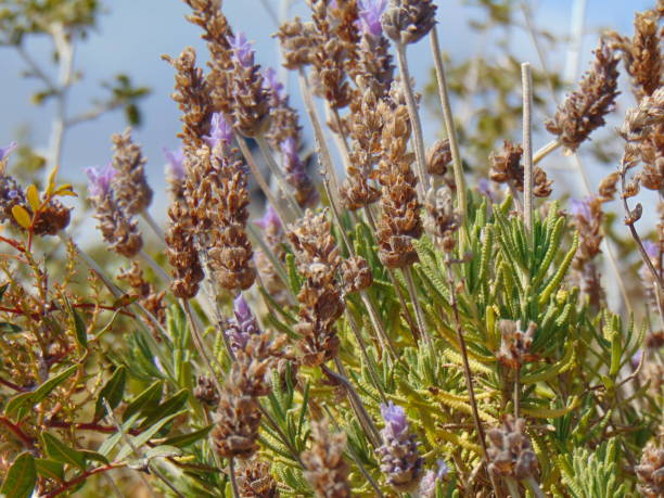istock Blossom of lavender 1212913791