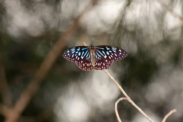 Blue Tiger Butterfly also known as Tirumala limniace.