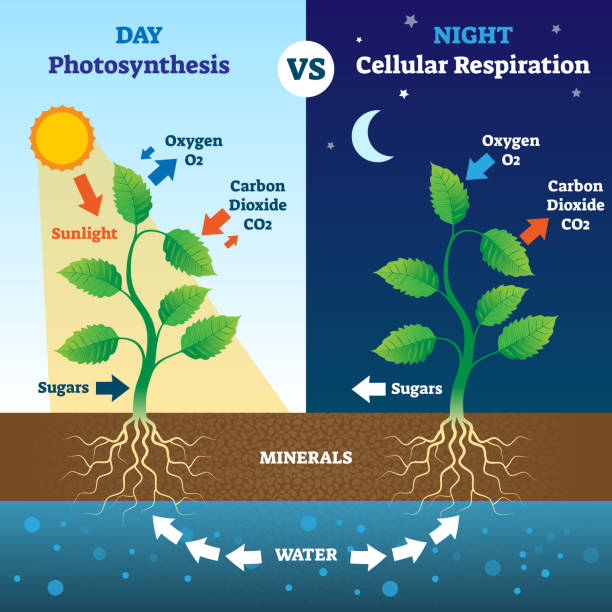 Photosynthesis and cellular respiration comparison vector illustration. Photosynthesis and cellular respiration comparison vector illustration. Biological process explanation in day and night. Oxygen, carbon dioxide, sugars, minerals and water system explanation scheme. photosynthesis stock illustrations