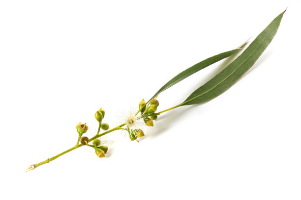 istock eucalyptus  fruits 1212915138