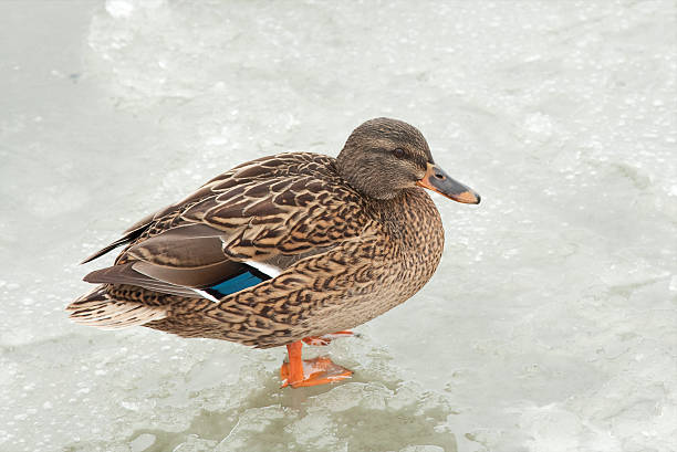 istock Mallard Duck on a frozen pond 121291558