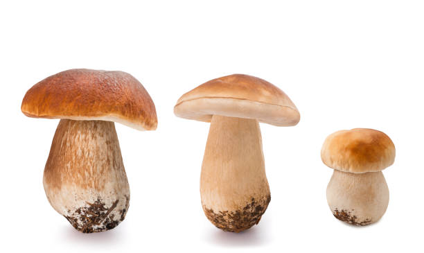 Mushrooms fresh Mushrooms   isolated  on white background porcini mushroom stock pictures, royalty-free photos & images