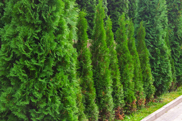 istock Thuja at the road in the summer. Decorative Thuya 1212915665