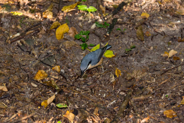 petit oiseau gris sur le sol dans le parc ou dans la forêt - great sedge warbler photos et images de collection