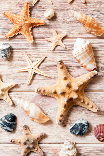 Starfish and seashells background on a wooden table, top view, flat lay