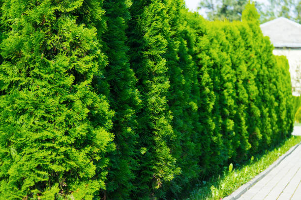 istock Thuja at the road in the summer. Decorative Thuya 1212916236
