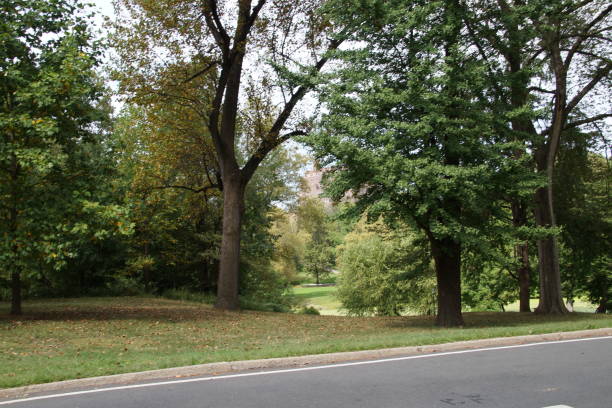 istock Central Park in New York 1212917797