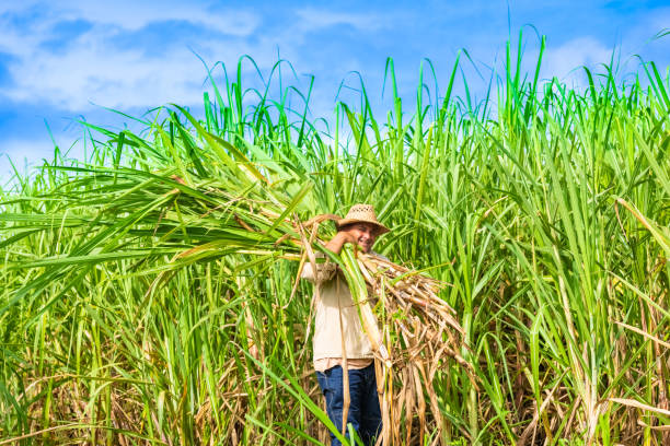 kubanische feld bauer auf dem zuckerrohr-feld bei der ernte in santa clara kuba - serie kuba reportage - cut sugar cane stock-fotos und bilder