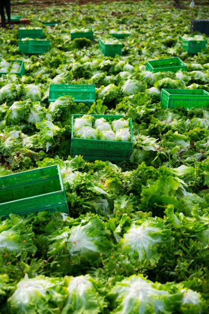 istock Plastic boxes with freshly harvested green lettuce 1212918760