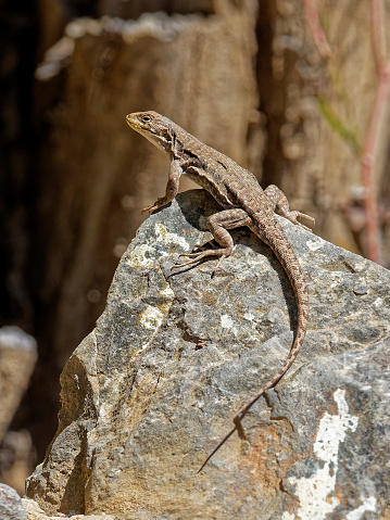 A female Chillán Lizard (Liolaemus chillanensis) sunbathes on a rock on the flanks of the Chillán Volcano in southern Chile