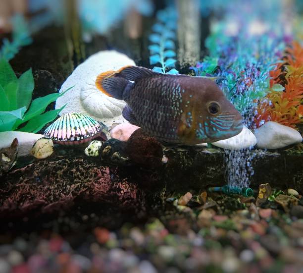 istock Bright colorful big fish swim among the algae. 1212919533