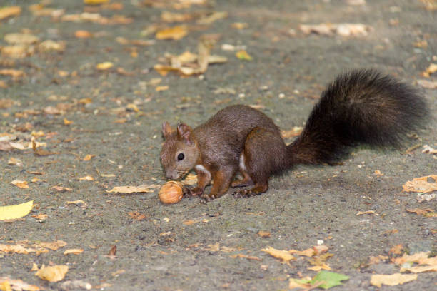 The Caucasian squirrel or Persian squirrel, is a tree squirrel in the genus Sciurus found in temperate broadleaf and mixed forests in south-western Asia.