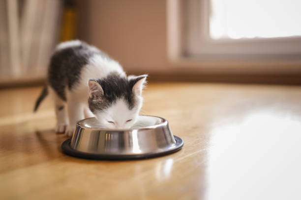 istock Baby cat licking milk 1212921262