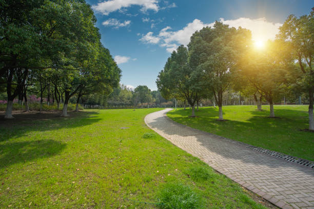 istock The parks, meadows and thick woods under the clear sky in spring 1212921291