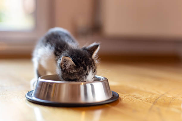 istock Kitten licking milk from a bowl 1212921423