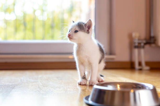 istock Kitten sitting by the bowl of milk 1212921449