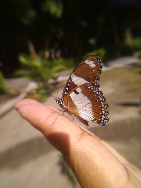 istock A butterfly alighted in my hand 1212922323