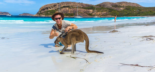 кавказский мужчина с красивым кенгуру на пляже лаки бэй в национальном парке кейп-ле-гранд близ эсперанса, австралия - kangaroo animal australia outback стоковые фото и изображения