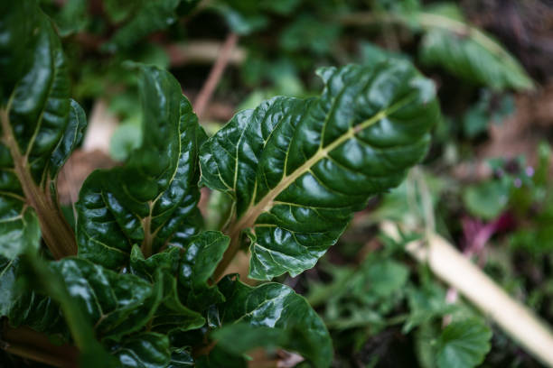 Fruits and Vegetables: chard leaves - Beta Vulgaris
