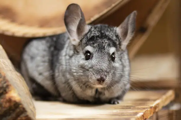 funny chinchilla in wooden cage, concept domestic pets, portrait of fluffy mouse with big ears in house