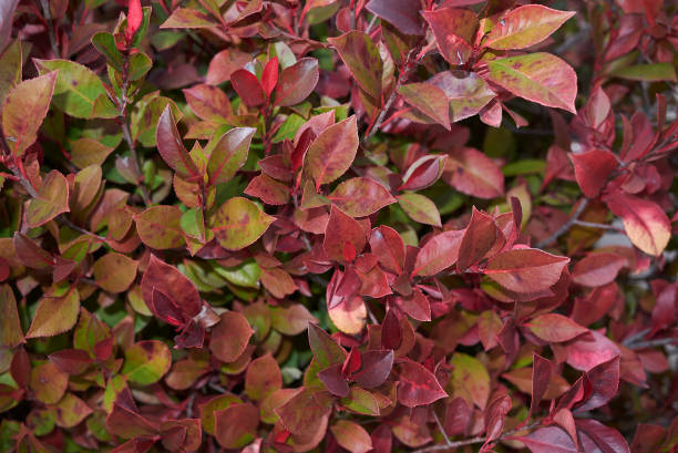 istock Photinia little red robin 1212925243