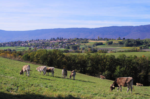 istock farm pasture landscape 1212925349