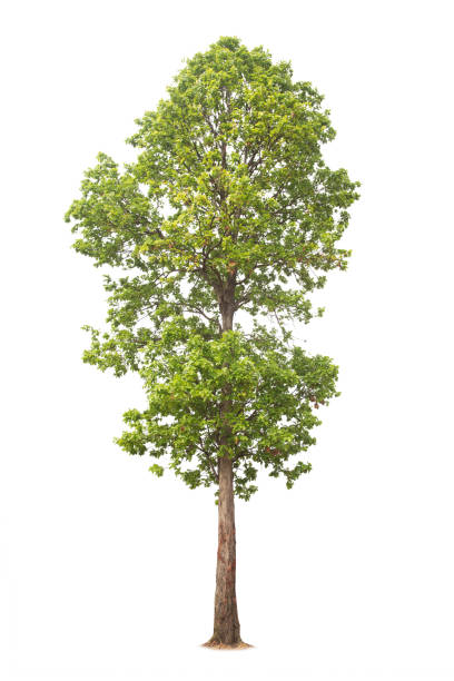 istock isolated big tree on White Background. tropical trees isolated used for design, 1212925563