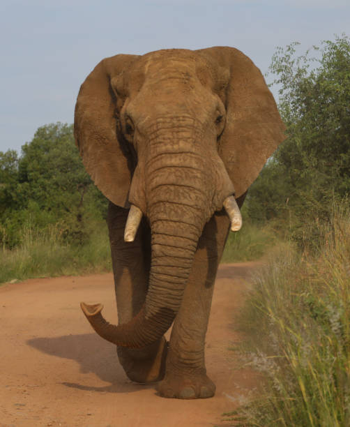 istock A lone elephant bull walking down a dirt road 1212927172