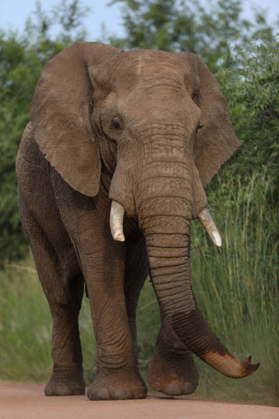 Afrikanischer Elefant / African elephant / Loxodonta africana