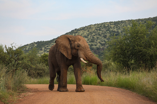 A lone elephant bull walking down a dirt road