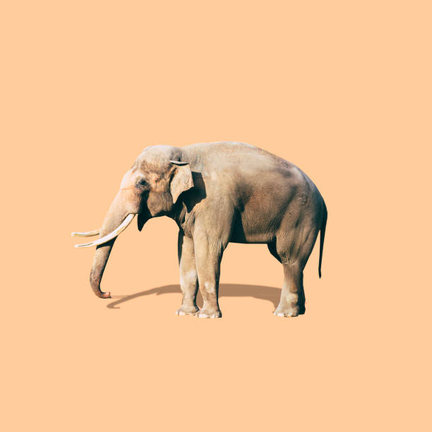istock Elephant is on beige background. Minimalistic collage art. 1212927327