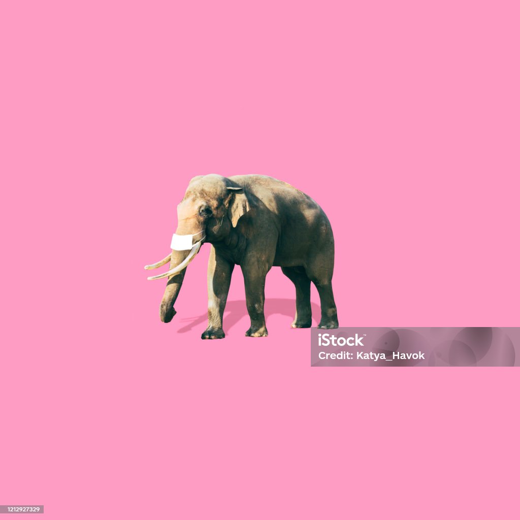 Elephant with medical mask is on soft pink background. Coronavirus concept. Art collage in minimalist style. Dadaism Stock Photo