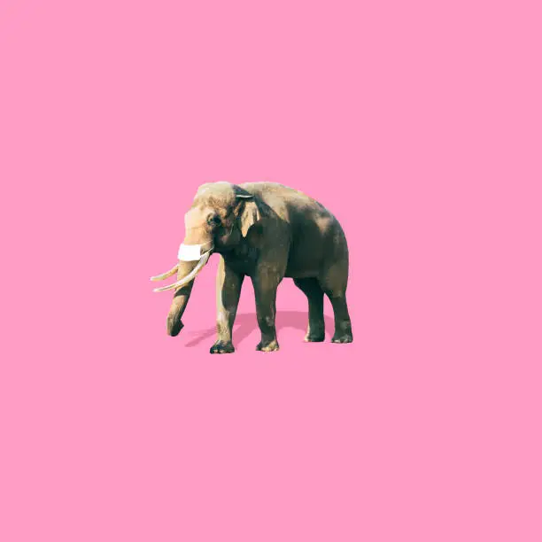 Photo of Elephant with medical mask is on soft pink background. Coronavirus concept. Art collage in minimalist style.