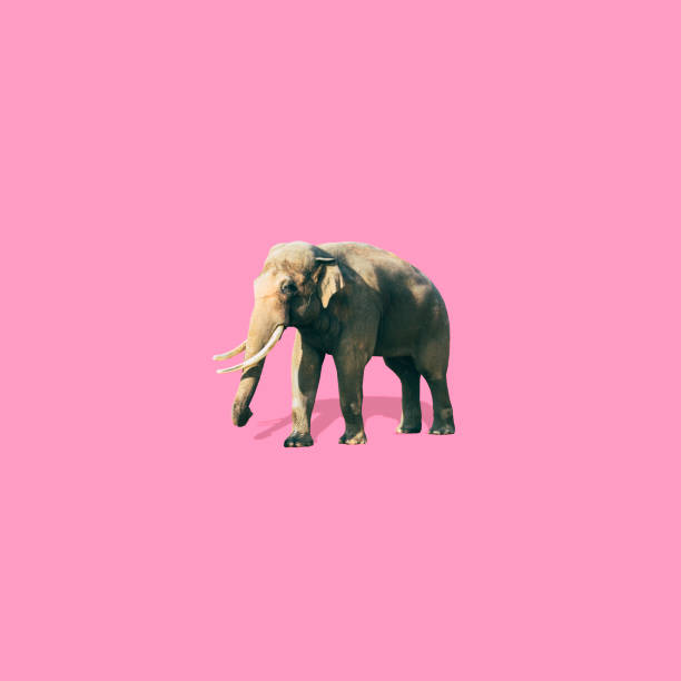 istock Elephant is on pink background. Minimalistic collage art. 1212928074