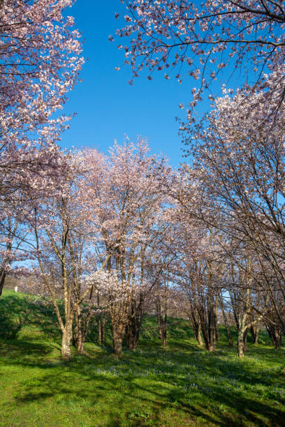 istock Cherry blossoms in full bloom with a blue sky 1212928649