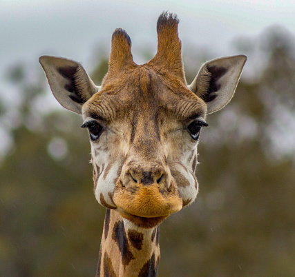 Head of a giraffe in a Zoo while eating, Australia