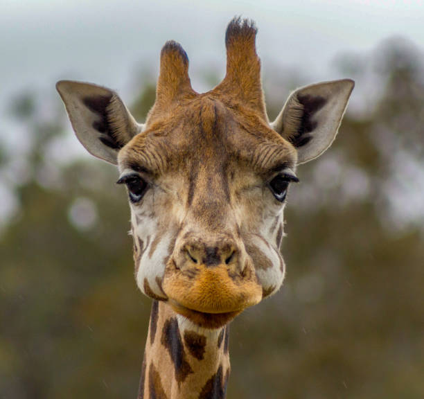Head of a giraffe in a Zoo Head of a giraffe in a Zoo while eating, Australia animal neck photos stock pictures, royalty-free photos & images