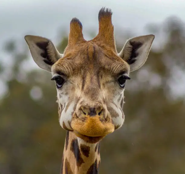 Photo of Head of a giraffe in a Zoo