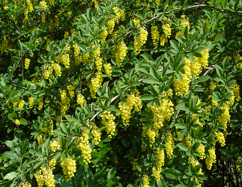It is one of the spring flowering plant with many bright yellow flowers