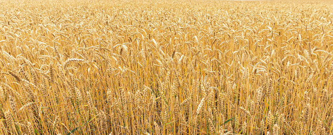 Agricultural panorama of the wheat field. Ripe rye close-up. Shallow depth of field. Toned.