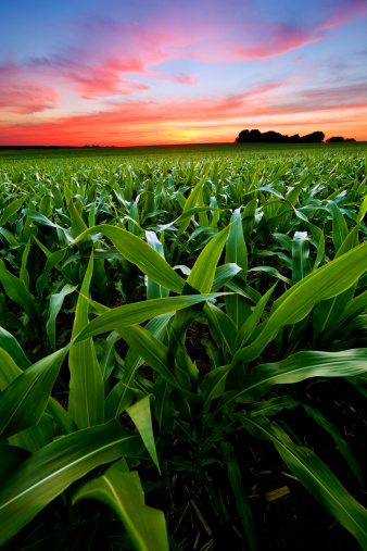 Beautiful sunrise over fields of corn an early summer morning.