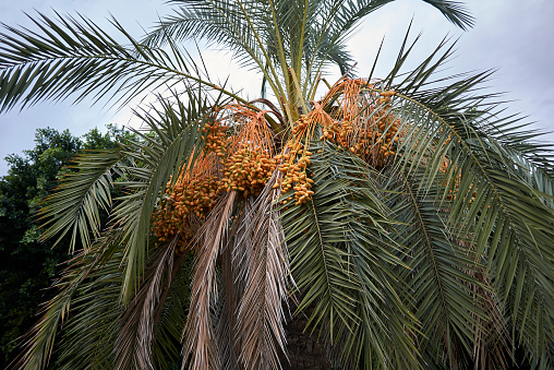 Phoenix dactylifera palms