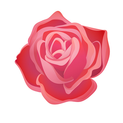 Classic blooming red rose bud on a white background