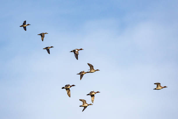 istock Flock of ducks flying in the sky. 1212934191