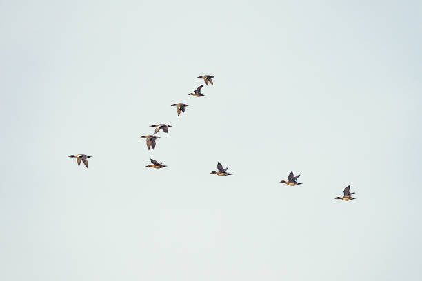 istock Flock of ducks flying in the sky. 1212934280