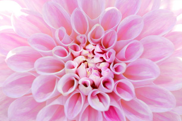 istock Dahlia in Nara, Japan 1212934417