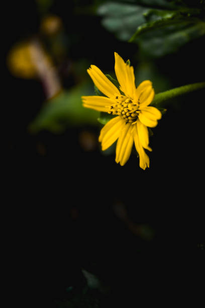 istock Beautiful yellow flowers 1212934493