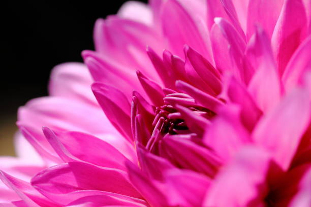 istock Dahlia in Nara, Japan 1212934534
