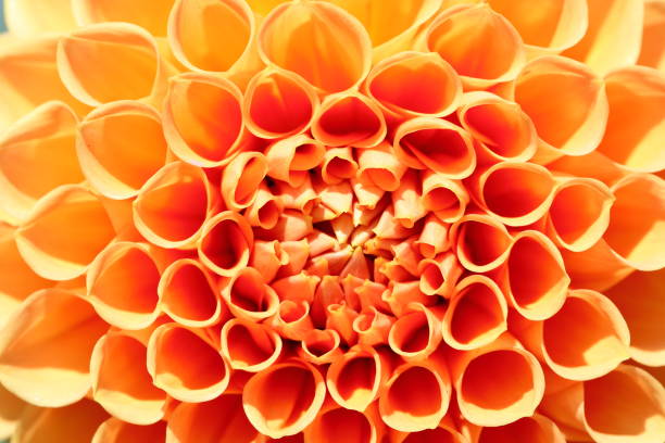 istock Dahlia in Nara, Japan 1212934568