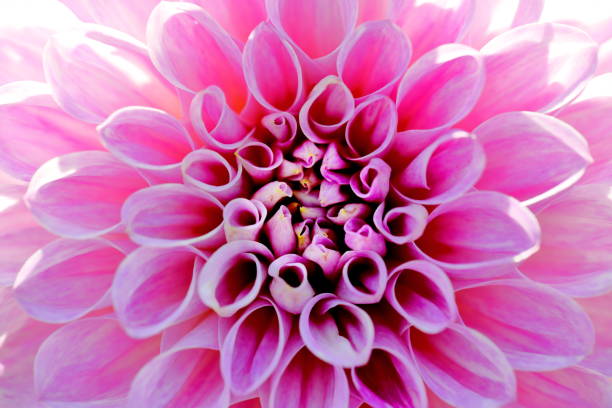 istock Dahlia in Nara, Japan 1212934701